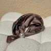 Foulard bandana beige Foulard bandana beige